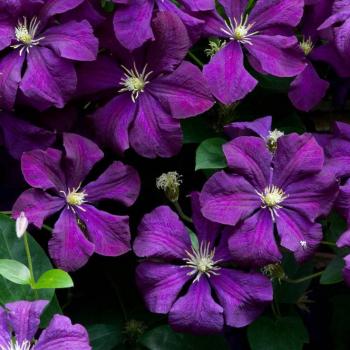 Клематис крупноцветковый 'Etoile Violette' (Этойл Вайлет) 3 гр Р11 - 1 летний саженец